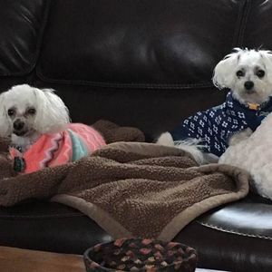 Meet your Posher, Karen